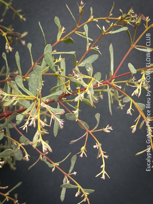 Eucalyptus Gunnii France Bleu
A cold-tolerant, blue-green statement tree for refined garden spaces; available at TOMs FLOWer CLUB