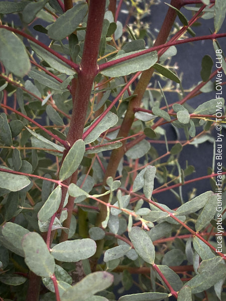 Eucalyptus Gunnii France Bleu
A cold-tolerant, blue-green statement tree for refined garden spaces; available at TOMs FLOWer CLUB