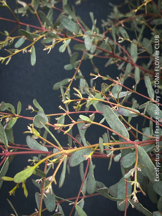 Eucalyptus Gunnii France Bleu
A cold-tolerant, blue-green statement tree for refined garden spaces; available at TOMs FLOWer CLUB