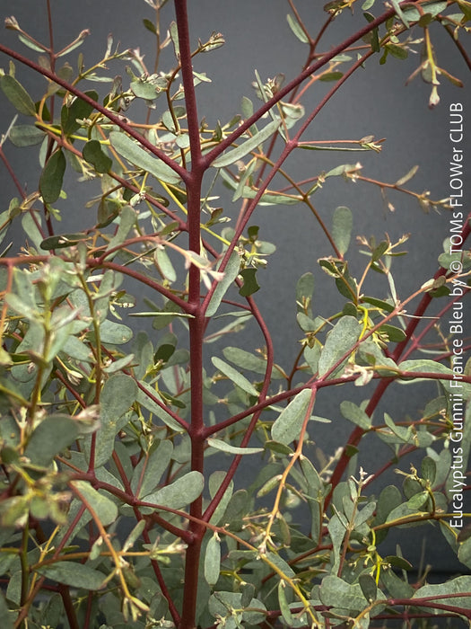 Eucalyptus Gunnii France Bleu
A cold-tolerant, blue-green statement tree for refined garden spaces; available at TOMs FLOWer CLUB