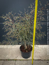 Eucalyptus Gunnii France Bleu
A cold-tolerant, blue-green statement tree for refined garden spaces; available at TOMs FLOWer CLUB