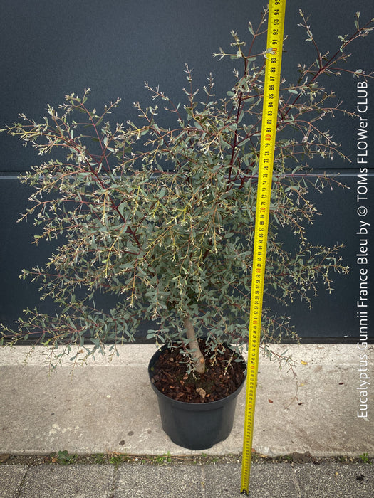 Eucalyptus Gunnii France Bleu
A cold-tolerant, blue-green statement tree for refined garden spaces; available at TOMs FLOWer CLUB