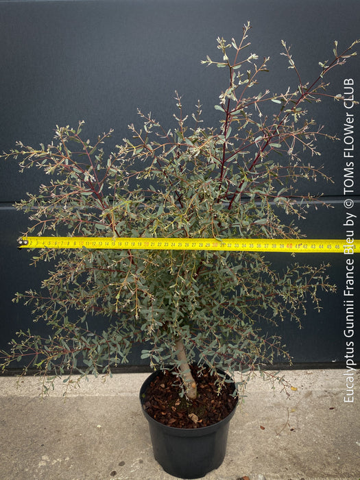 Eucalyptus Gunnii France Bleu
A cold-tolerant, blue-green statement tree for refined garden spaces; available at TOMs FLOWer CLUB
