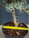 Eucalyptus Gunnii France Bleu
A cold-tolerant, blue-green statement tree for refined garden spaces; available at TOMs FLOWer CLUB
