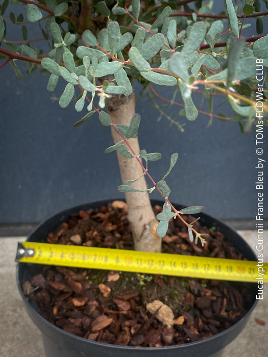 Eucalyptus Gunnii France Bleu
A cold-tolerant, blue-green statement tree for refined garden spaces; available at TOMs FLOWer CLUB