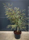 Eucalyptus Gunnii France Bleu
A cold-tolerant, blue-green statement tree for refined garden spaces; available at TOMs FLOWer CLUB