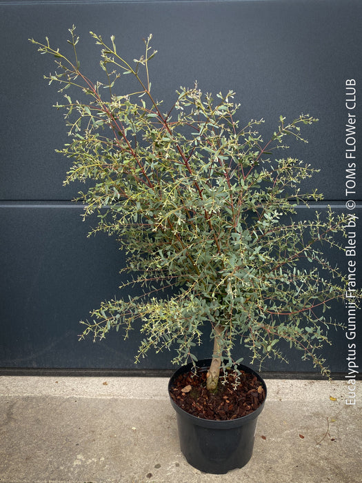 Eucalyptus Gunnii France Bleu
A cold-tolerant, blue-green statement tree for refined garden spaces; available at TOMs FLOWer CLUB