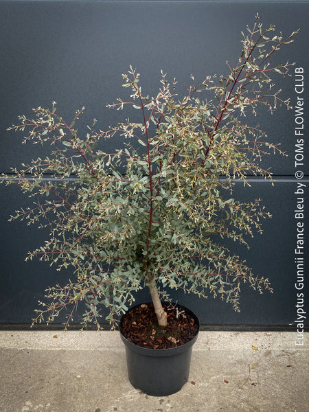 Wisteria Sinensis, a cold-tolerant, blue-green statement wine for refined garden spaces; available at TOMs FLOWer CLUB