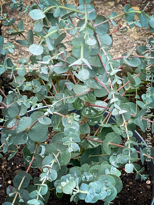 Eucalyptus Gunnii, Tasmanian cider gum, organically grown garden, medicinal plants for sale by TOMs FLOWer CLUB.