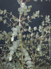 Eucalyptus Gunnii, Tasmanian cider gum, organically grown garden, medicinal plants for sale by TOMs FLOWer CLUB.