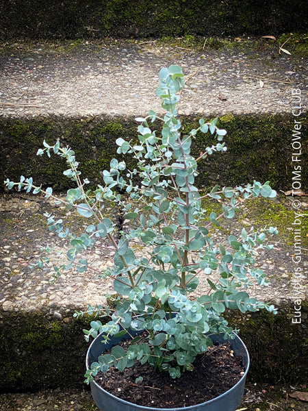 Eucalyptus Gunnii, Tasmanian cider gum, organically grown garden, medicinal plants for sale by TOMs FLOWer CLUB.