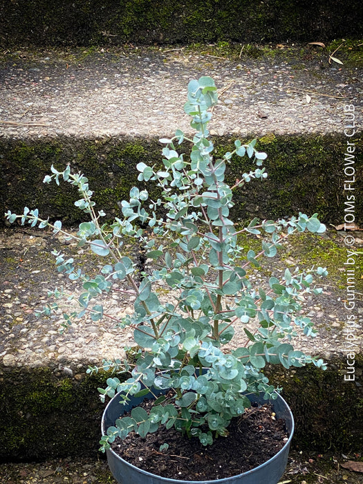 Eucalyptus Gunnii, Tasmanian cider gum, organically grown garden, medicinal plants for sale by TOMs FLOWer CLUB.