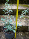 Eucalyptus Gunnii, Tasmanian cider gum, organically grown garden, medicinal plants for sale by TOMs FLOWer CLUB.
