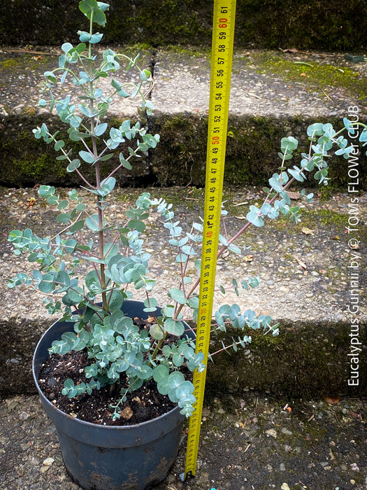 Eucalyptus Gunnii, Tasmanian cider gum, organically grown garden, medicinal plants for sale by TOMs FLOWer CLUB.