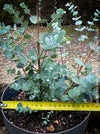 Eucalyptus Gunnii, Tasmanian cider gum, organically grown garden, medicinal plants for sale by TOMs FLOWer CLUB.