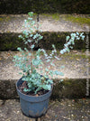 Eucalyptus Gunnii, Tasmanian cider gum, organically grown garden, medicinal plants for sale by TOMs FLOWer CLUB.