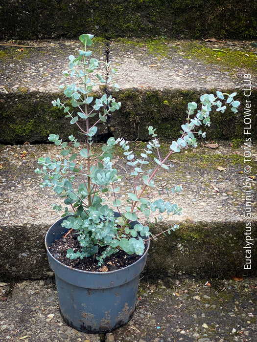 Eucalyptus Gunnii, Tasmanian cider gum, organically grown garden, medicinal plants for sale by TOMs FLOWer CLUB.