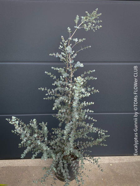 Eucalyptus Gunnii, Tasmanian cider gum, organically grown garden, medicinal plants for sale by TOMs FLOWer CLUB.