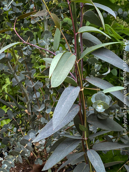 Eucalyptus lacrimans, weeping snow gum, organically grown garden, medicinal plants for sale by TOMs FLOWer CLUB.