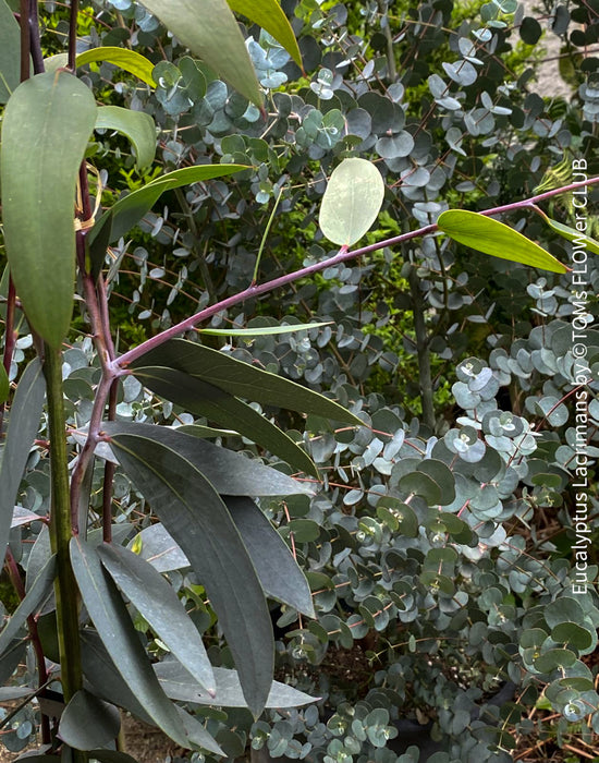 Eucalyptus lacrimans, weeping snow gum, organically grown garden, medicinal plants for sale by TOMs FLOWer CLUB.