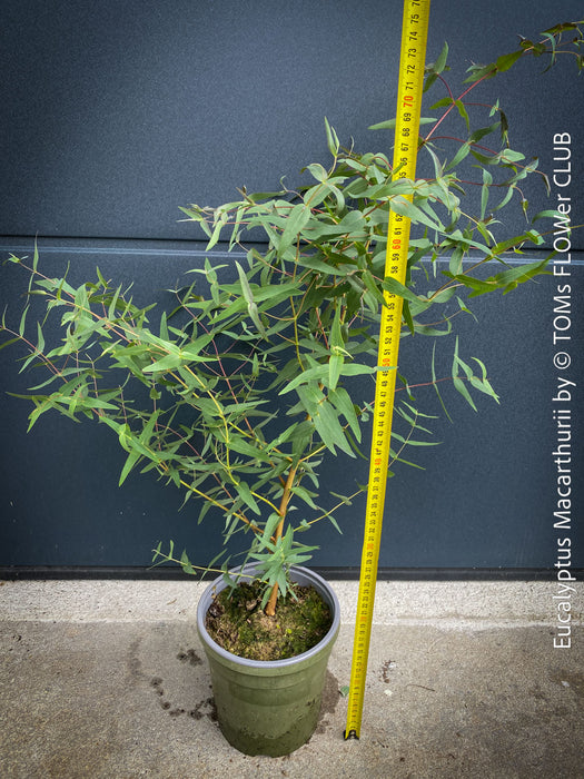 Eucalyptus macarthurii tree with smooth, peeling bark and lance-shaped leaves for sale at TOMs FLOWer CLUB..
