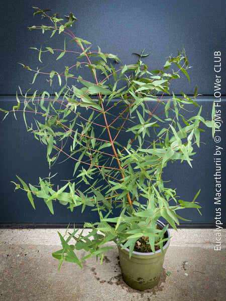 Mature Eucalyptus macarthurii displaying its characteristic ribbon-like bark; for sale at TOMs FLOWer CLUB.