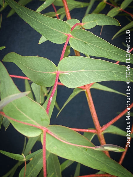 Eucalyptus macarthurii - Camden Woollybutt in full bloom with white flowers grouped in threes; for sale at TOMs FLOWer CLUB