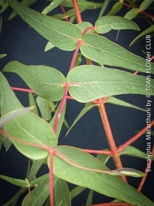 Eucalyptus macarthurii - Camden Woollybutt in full bloom with white flowers grouped in threes; for sale at TOMs FLOWer CLUB