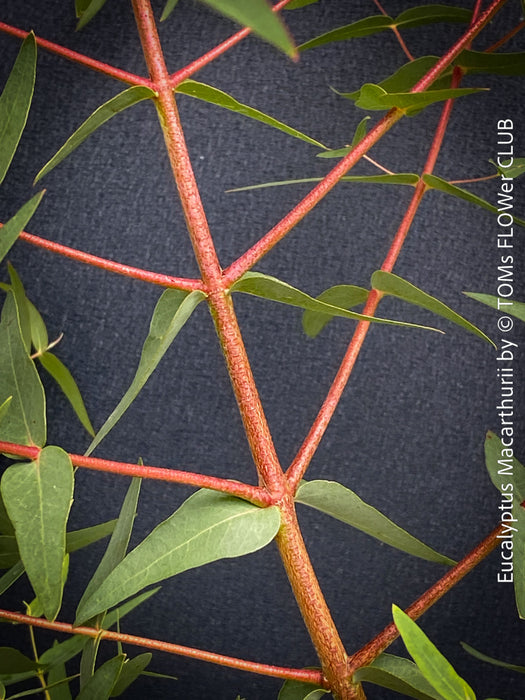 Red branches of  Eucalyptus macarthurii displaying its characteristic ribbon-like bark; for sale at TOMs FLOWer CLUB.