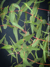 Pale green - silver blue leaves of  Eucalyptus macarthurii displaying its characteristic ribbon-like bark; for sale at TOMs FLOWer CLUB.