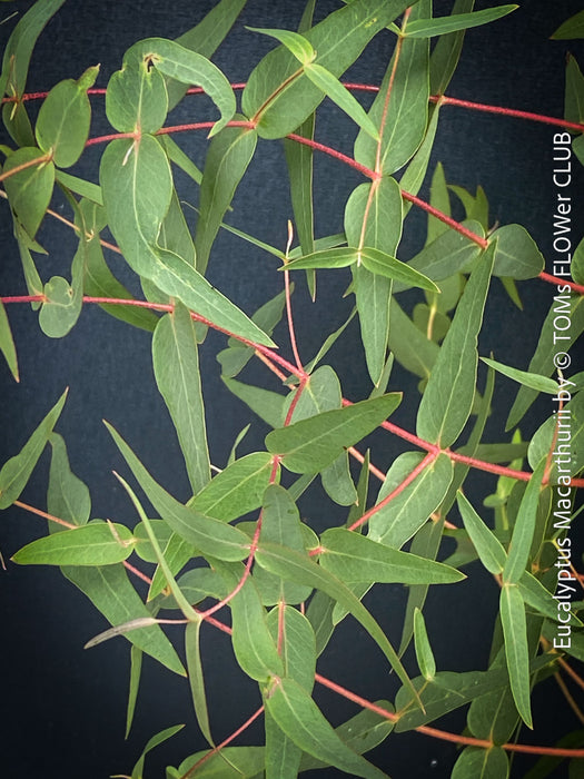 Pale green - silver blue leaves of  Eucalyptus macarthurii displaying its characteristic ribbon-like bark; for sale at TOMs FLOWer CLUB.