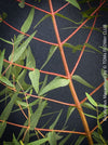 Red branches of Mature Eucalyptus macarthurii displaying its characteristic ribbon-like bark; for sale at TOMs FLOWer CLUB.