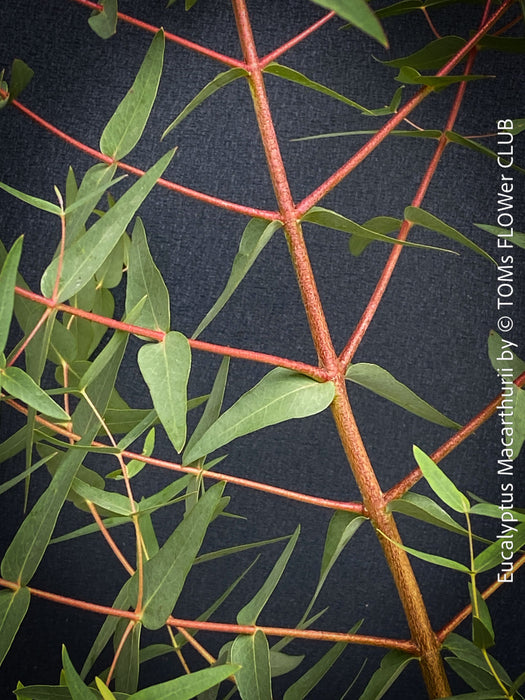 Red branches of Mature Eucalyptus macarthurii displaying its characteristic ribbon-like bark; for sale at TOMs FLOWer CLUB.