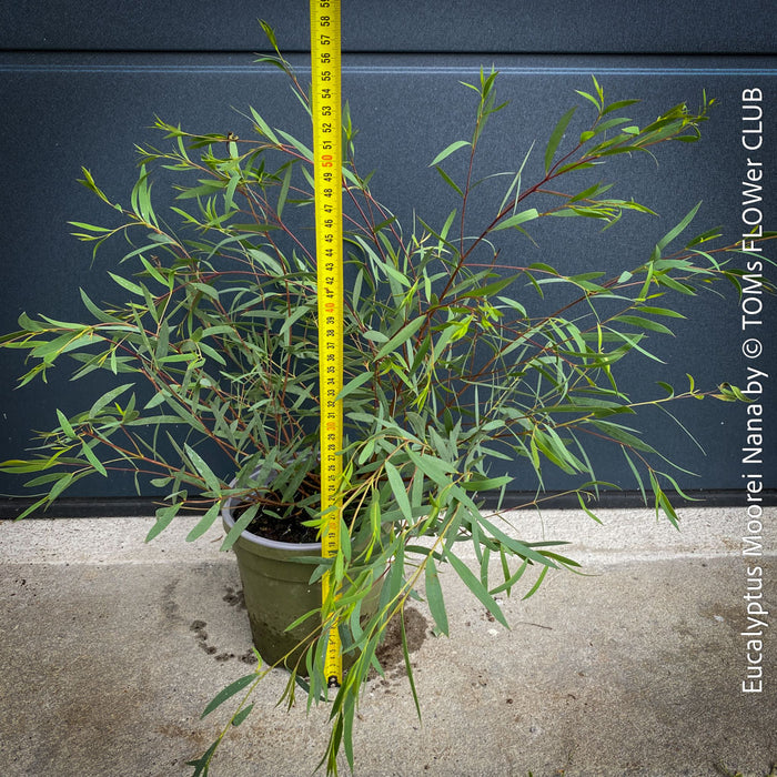Eucalyptus moorei ‘Nana’ dwarf eucalyptus plant 50x50 cm Swiss-grown – TOMs FLOWer CLUB