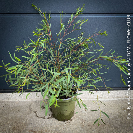 Compact Eucalyptus moorei ‘Nana’ with multi-stemmed growth and ornamental bark – buy online at TOMs FLOWer CLUB