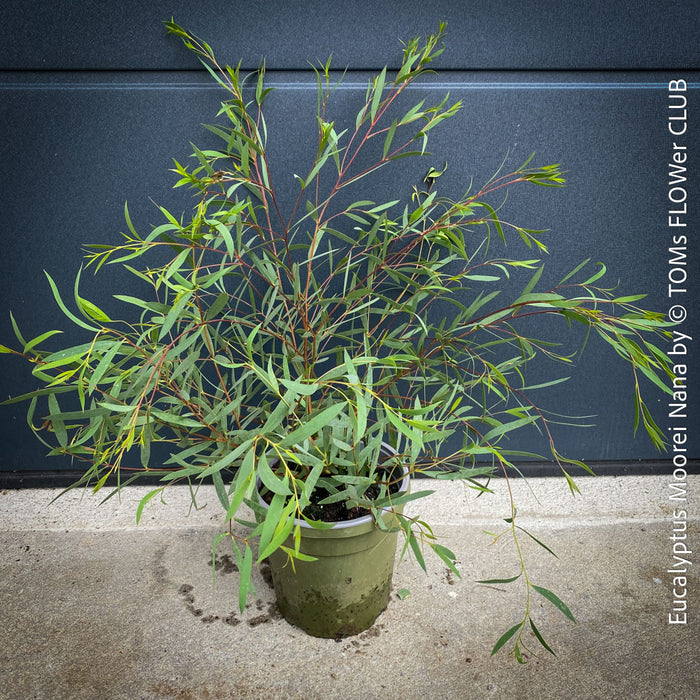 Compact Eucalyptus moorei ‘Nana’ with multi-stemmed growth and ornamental bark – buy online at TOMs FLOWer CLUB
