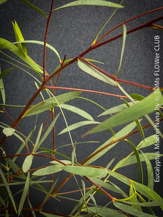 Swiss production Eucalyptus moorei ‘Nana’ potted plant organically grown for collectors