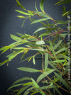 Rare dwarf eucalyptus moorei nana for sale, hardy to –5 °C, slow-growing ornamental tree