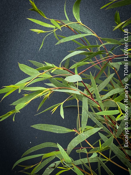 Rare dwarf eucalyptus moorei nana for sale, hardy to –5 °C, slow-growing ornamental tree