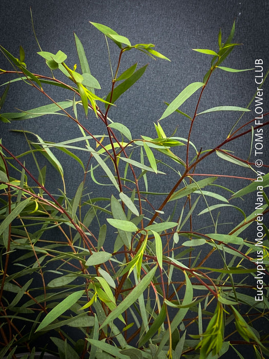 Close-up of Eucalyptus moorei ‘Nana’ foliage and bark – TOMs FLOWer CLUB Swiss-grown plants