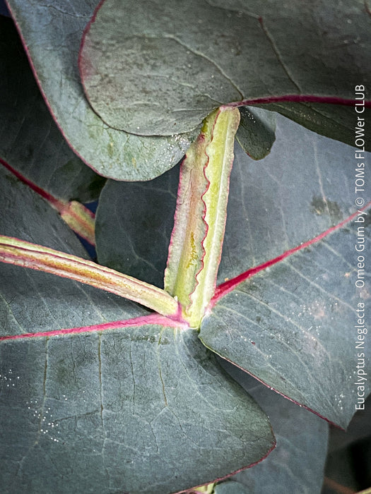 Eucalyptus Neglecta – Omeo Gum
A cold-tolerant, blue-green statement tree for refined garden spaces; available at TOMs FLOWer CLUB