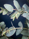 Eucalyptus Neglecta – Omeo Gum
A cold-tolerant, blue-green statement tree for refined garden spaces; available at TOMs FLOWer CLUB