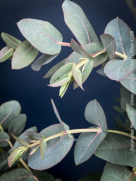 Eucalyptus Neglecta – Omeo Gum
A cold-tolerant, blue-green statement tree for refined garden spaces; available at TOMs FLOWer CLUB