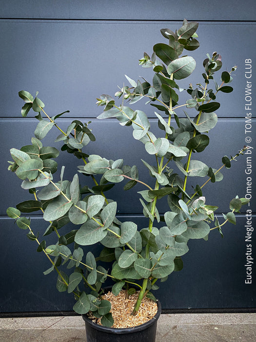 Eucalyptus Neglecta – Omeo Gum
A cold-tolerant, blue-green statement tree for refined garden spaces; available at TOMs FLOWer CLUB