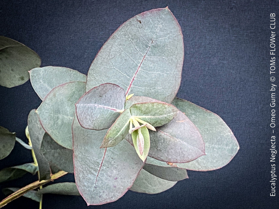 Eucalyptus Neglecta – Omeo Gum
A cold-tolerant, blue-green statement tree for refined garden spaces; available at TOMs FLOWer CLUB