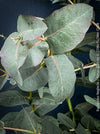 Eucalyptus Neglecta – Omeo Gum
A cold-tolerant, blue-green statement tree for refined garden spaces; available at TOMs FLOWer CLUB