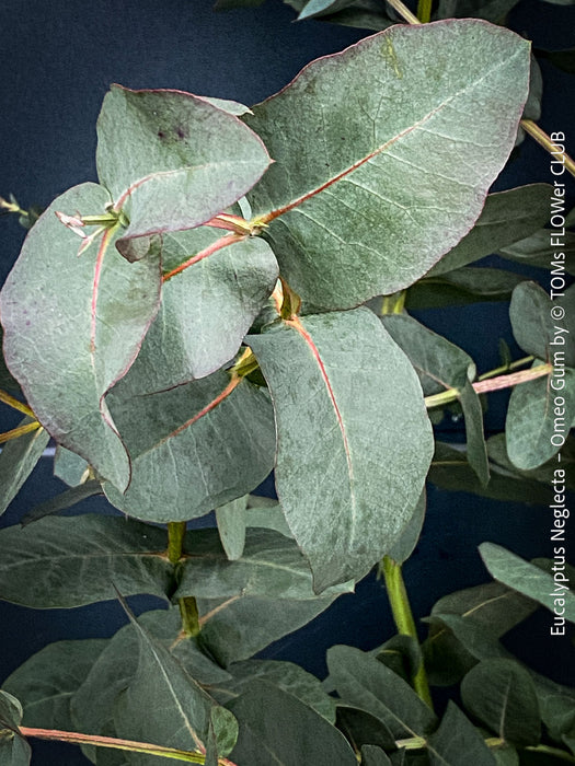 Eucalyptus Neglecta – Omeo Gum
A cold-tolerant, blue-green statement tree for refined garden spaces; available at TOMs FLOWer CLUB