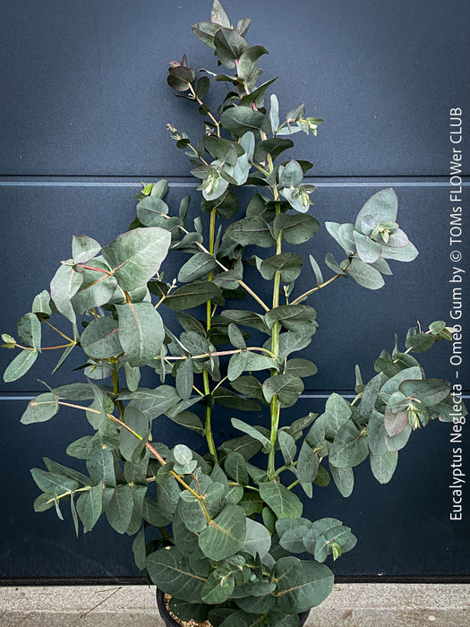 Eucalyptus Neglecta – Omeo Gum
A cold-tolerant, blue-green statement tree for refined garden spaces; available at TOMs FLOWer CLUB