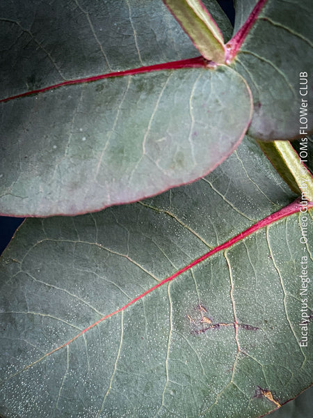 Eucalyptus Neglecta – Omeo Gum
A cold-tolerant, blue-green statement tree for refined garden spaces; available at TOMs FLOWer CLUB