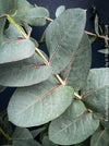 Eucalyptus Neglecta – Omeo Gum
A cold-tolerant, blue-green statement tree for refined garden spaces; available at TOMs FLOWer CLUB